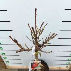 Mini nektarinka (Prunus Nucipersica) ´RUBIS´ - výška 50-80 cm, obvod kmeňa 8/10 cm, kont. C10L                        